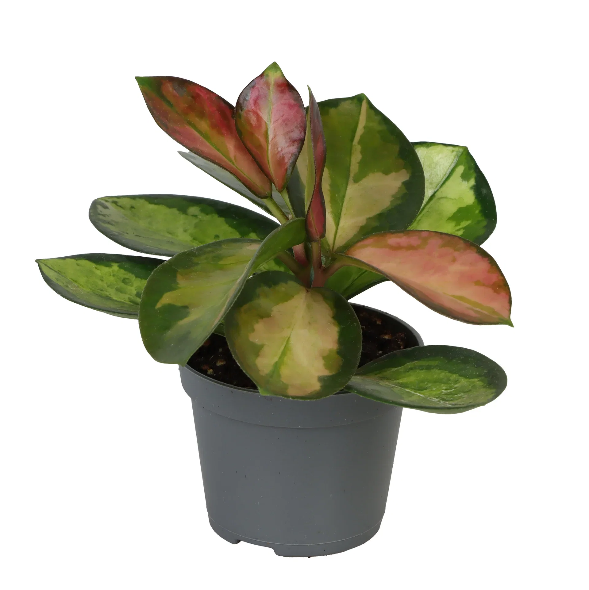 Hoya mini mix