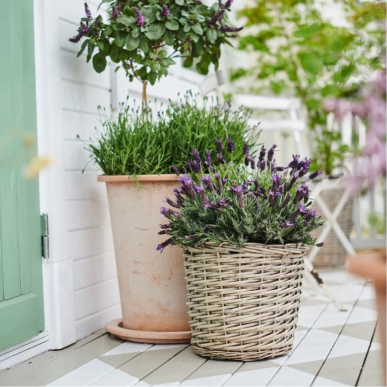 Lavendel – planting og stell