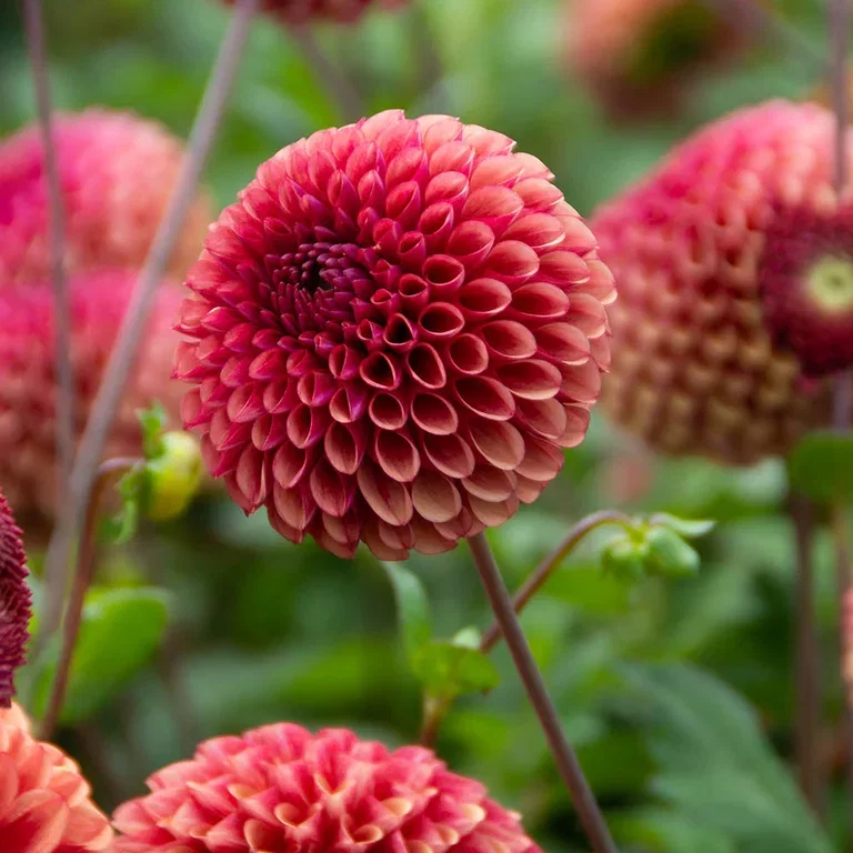 Dahlia (georginer) – planting og stell