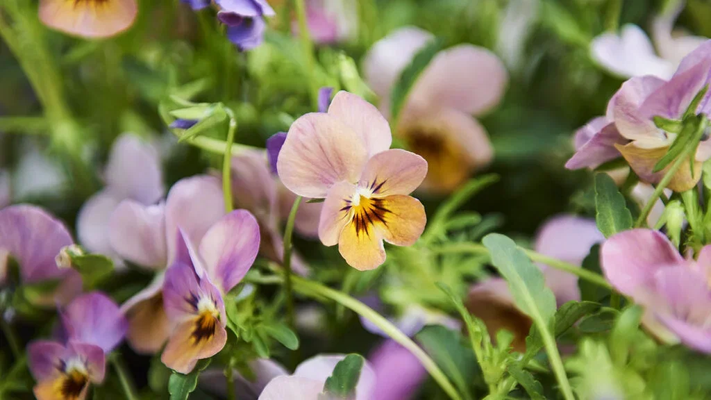 Stemorsblomst – planting og stell