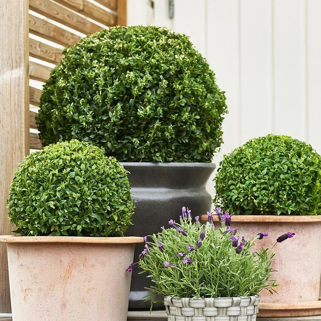 Buksbom – planting og stell