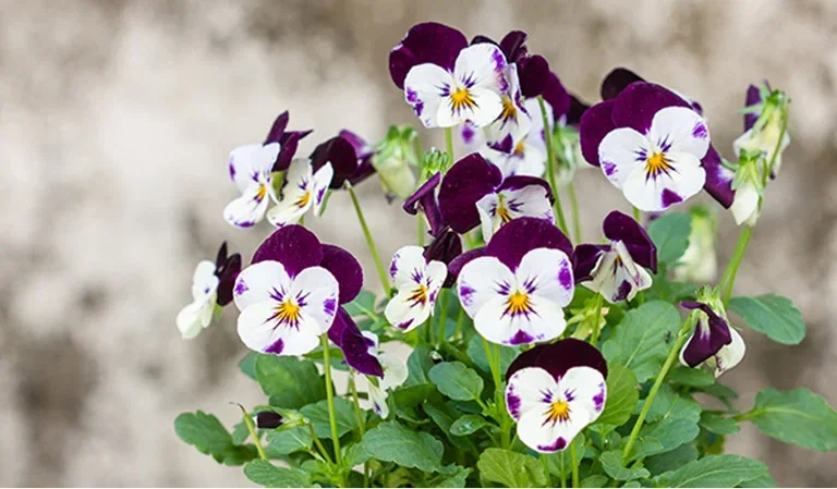 Stemorsblomst – planting og stell