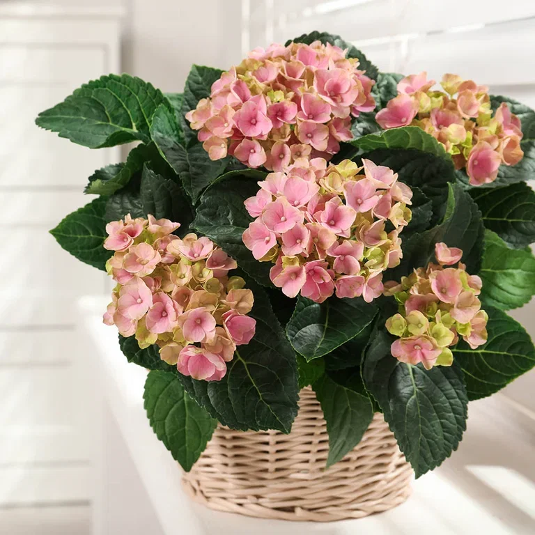 Hortensia – fakta og råd om stell