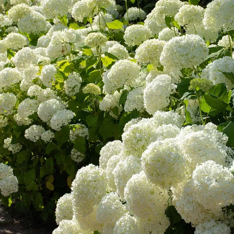 Hortensia – fakta og råd om stell