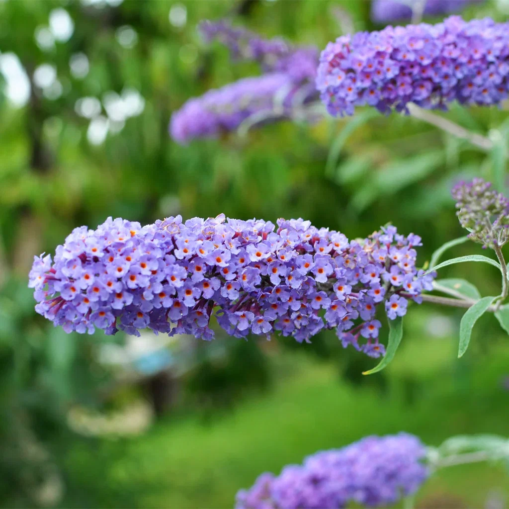 Sommerfuglbusk – planting og stell