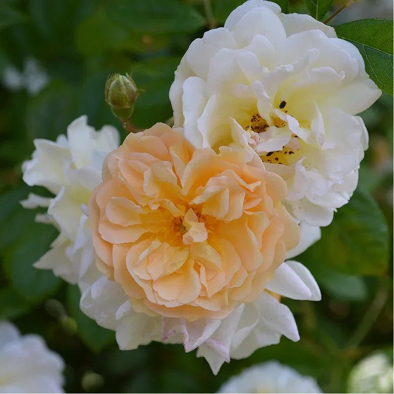 Lage rosehage – slik lykkes du