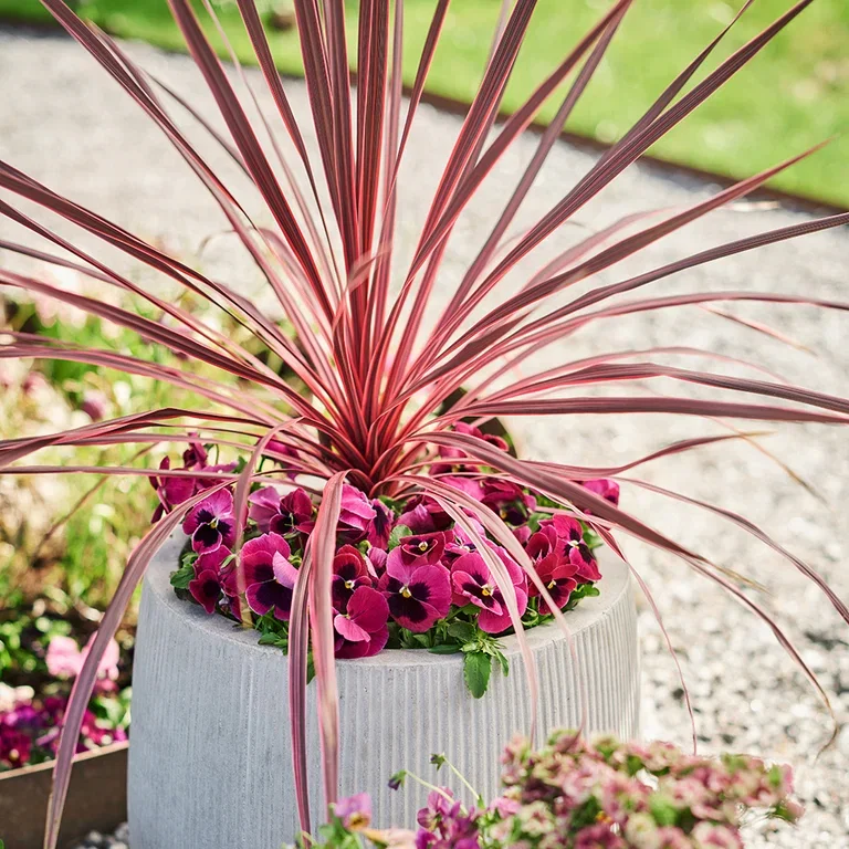 Cordyline (Australdrakelilje) – planting og stell