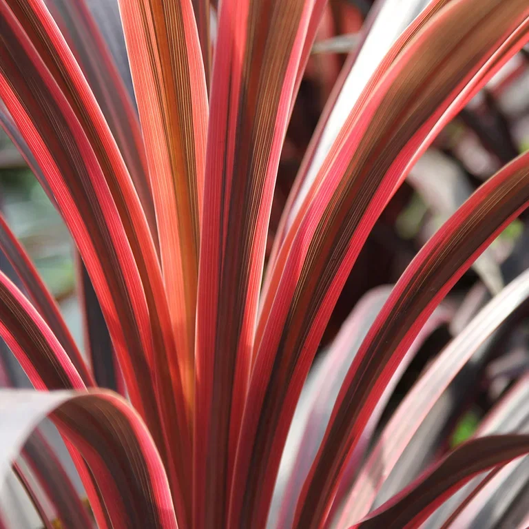 Cordyline (Australdrakelilje) – planting og stell