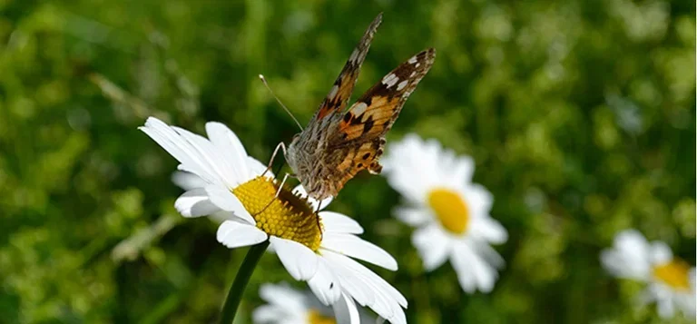 Blomsterengen – et paradis for pollinatorene
