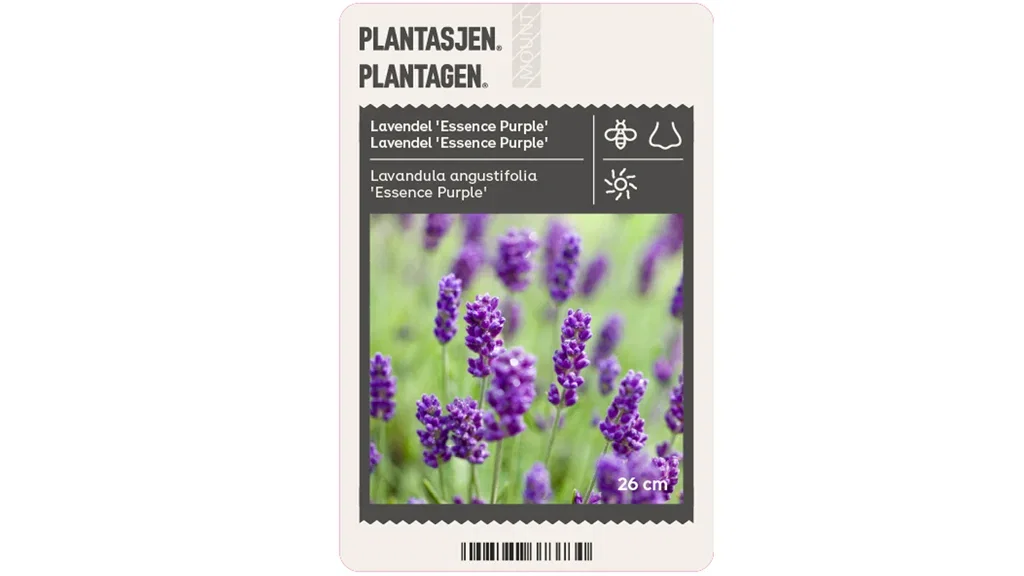 Blomster for bier og sommerfugler – 7 favoritter