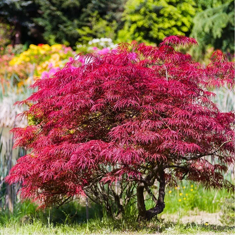 Japansk lønn – planting og stell