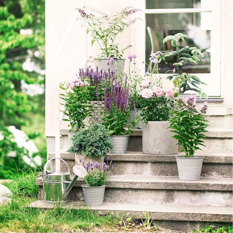 Plant en hage i potter