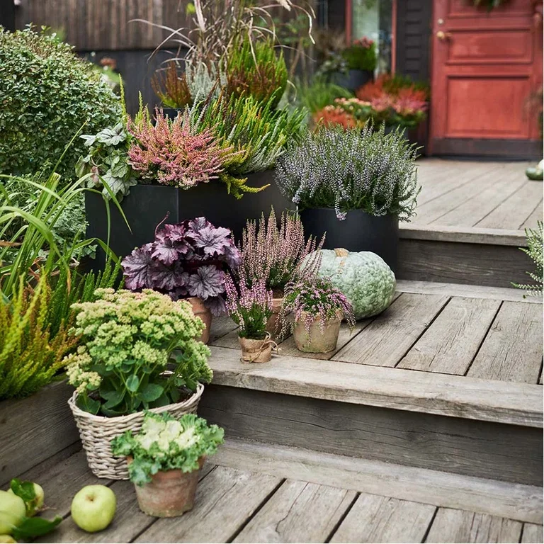 Plant en hage i potter