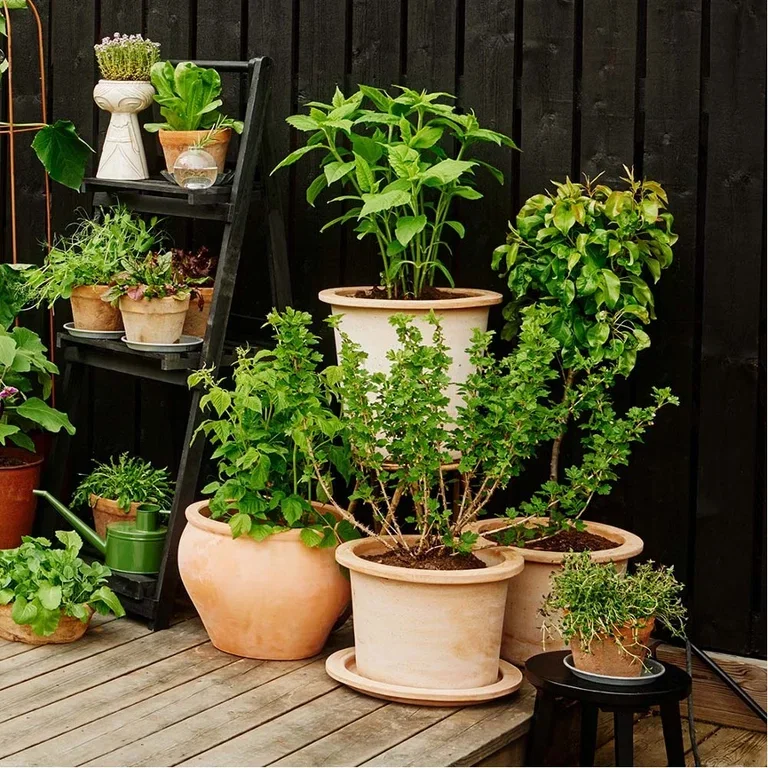 Plant en hage i potter