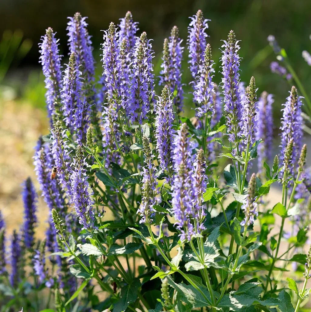 Salvie – planting og stell