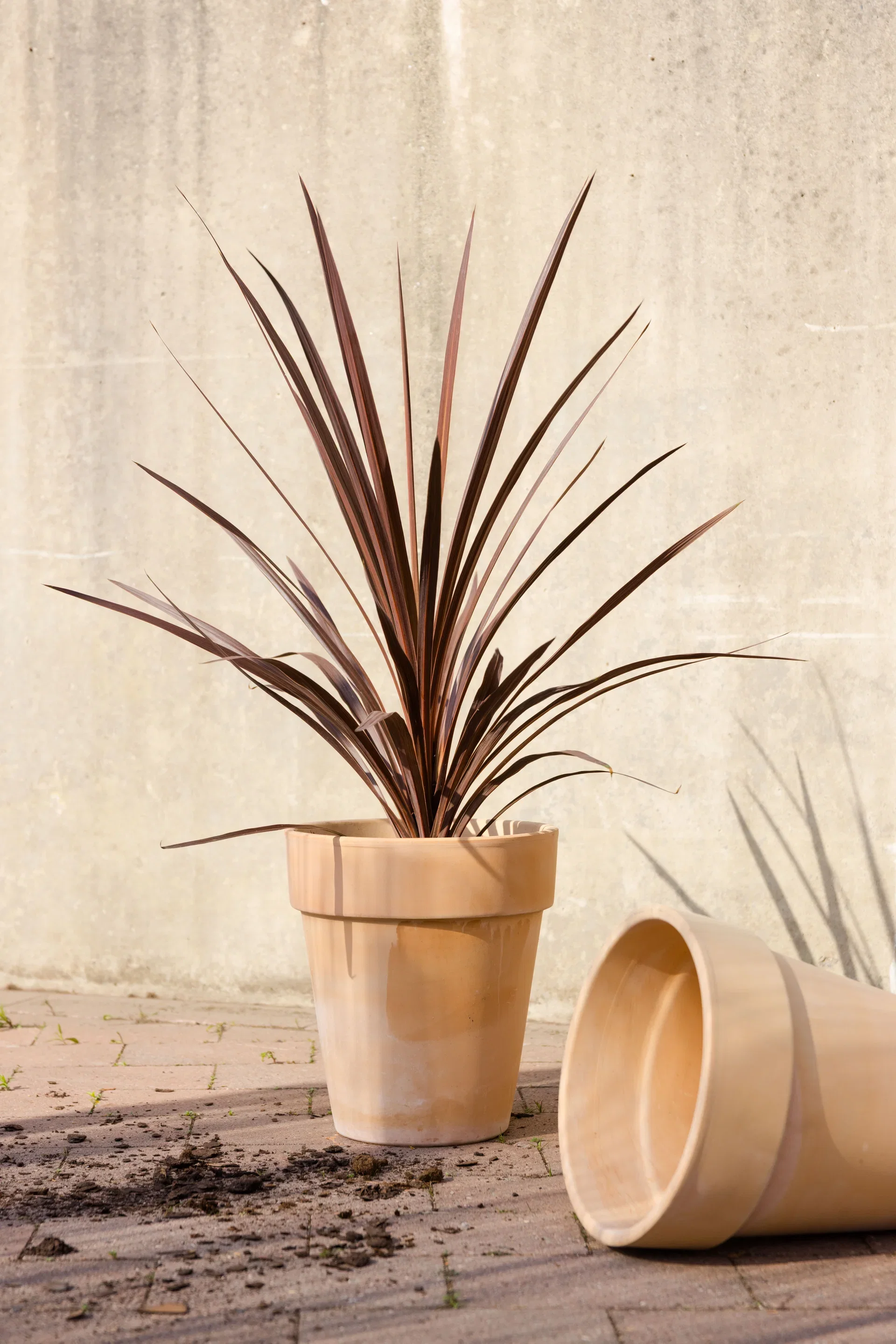 Potte Vaso