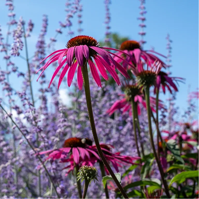 Blomsterbed – fire ferdigkomponerte bed med planteforslag 