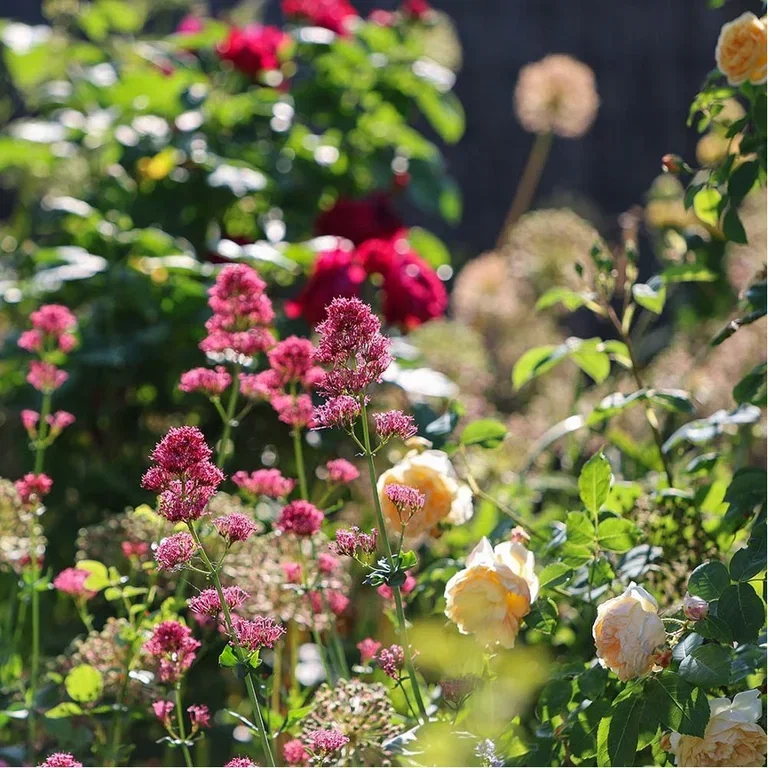 Blomsterbed – fire ferdigkomponerte bed med planteforslag 