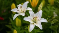 Lilje – planting og stell 