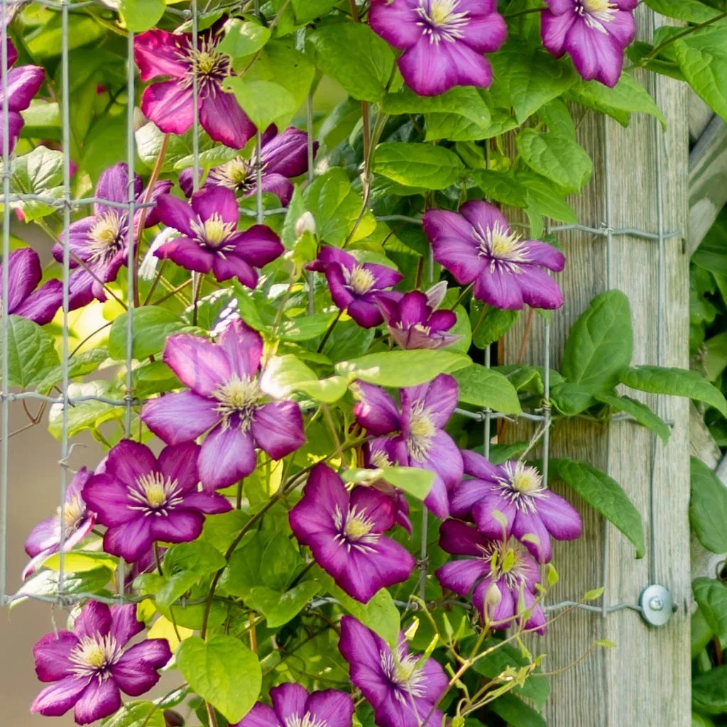 Klematis – planting og stell