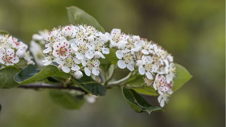 Blomstrende hekker