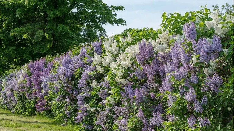 Blomstrende hekker