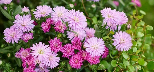 Asters – planting og stell 