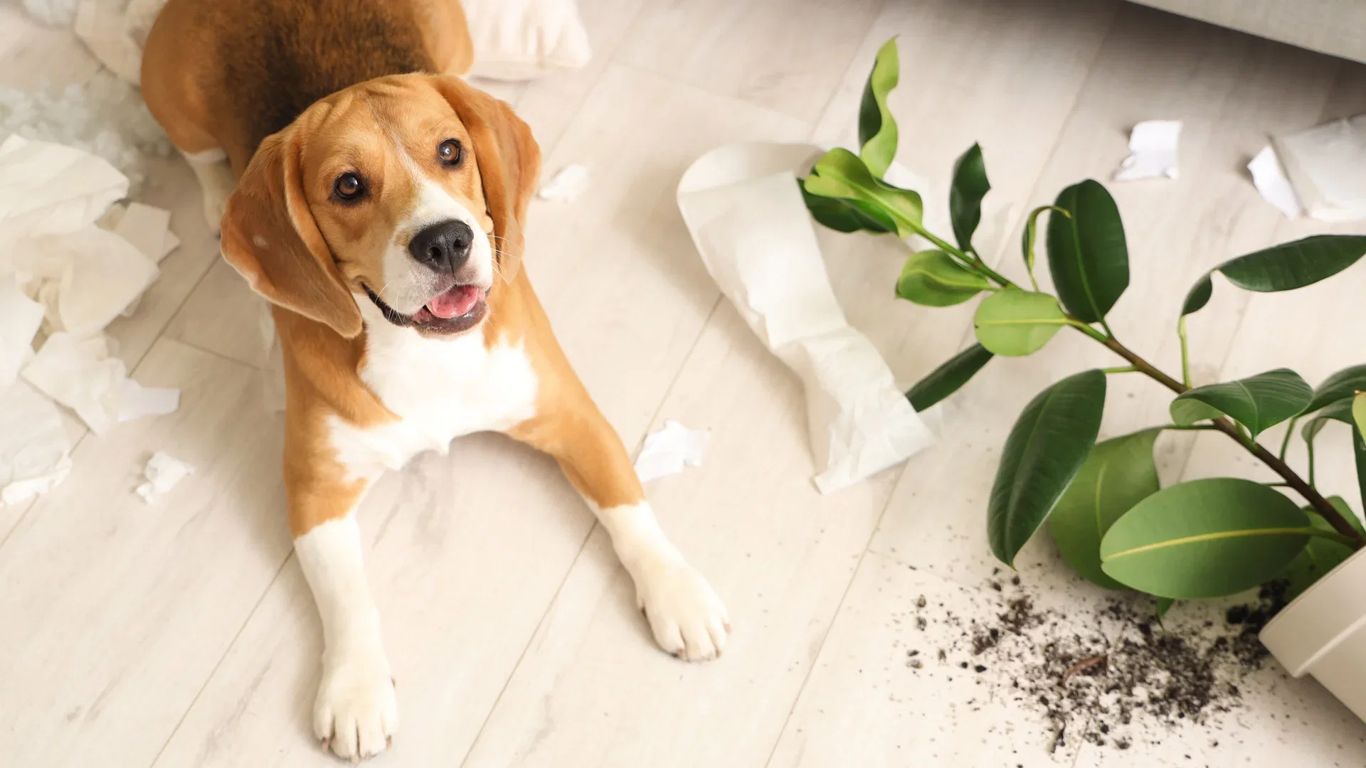 Disse plantene er giftige for katter og hunder