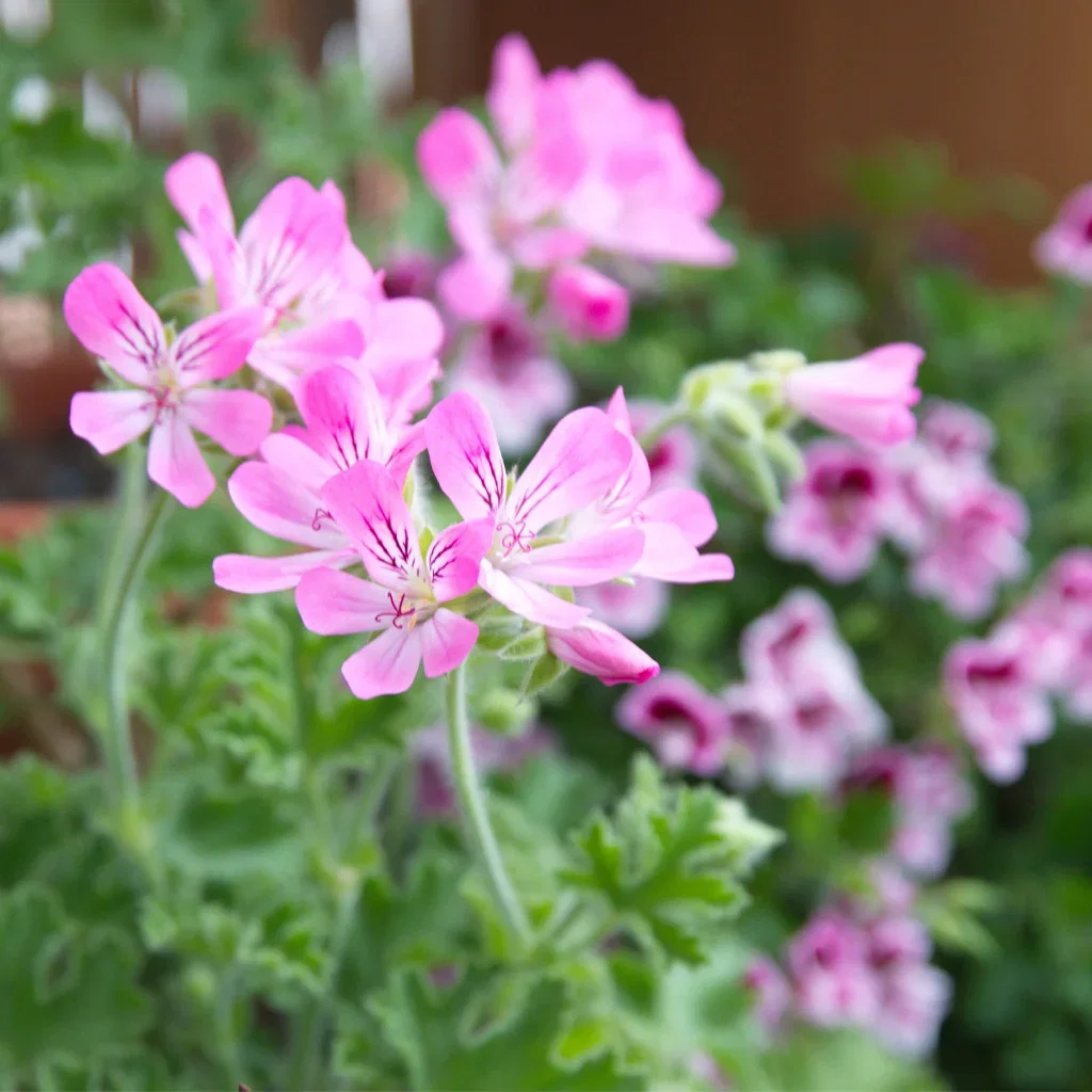 Pelargonia – nostalgisk og nydelig