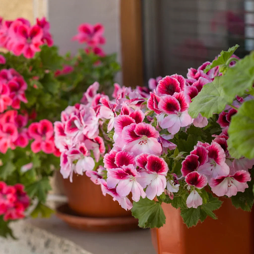 Pelargonia – nostalgisk og nydelig
