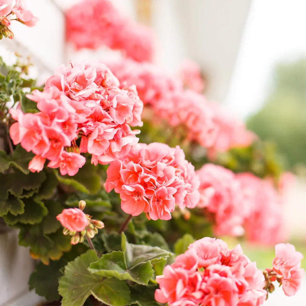 Pelargonia – nostalgisk og nydelig