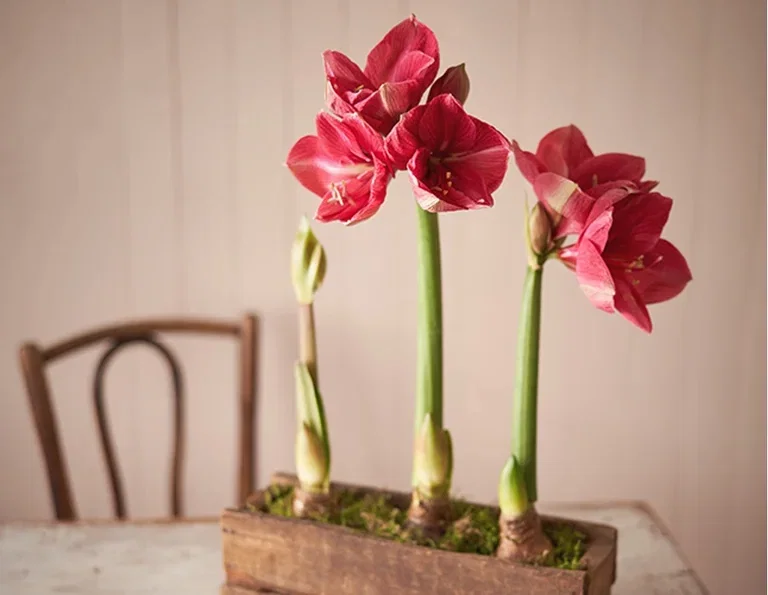 Få amaryllisen til blomstre når du vil 