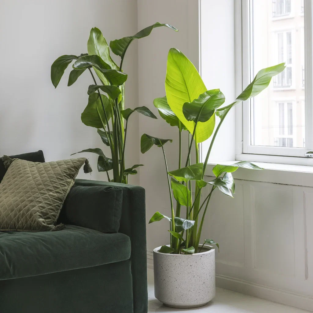 Guide: Planter til små og store rom
