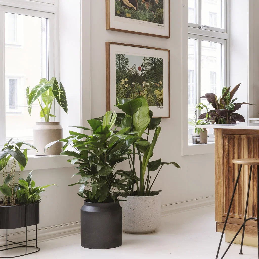 Guide: Planter til små og store rom