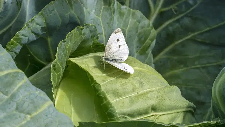 The cabbage grower's nightmare - cabbage butterflies, cabbage moths, and cabbage flies