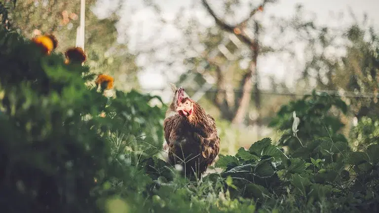 Animal manure – a great resource in the garden