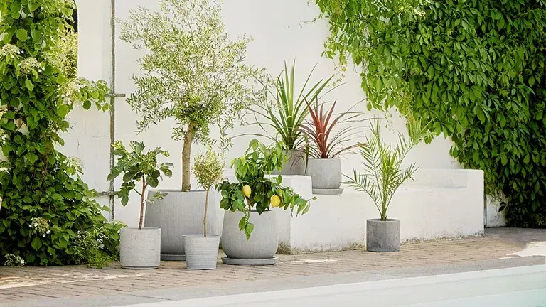 How to overwinter Mediterranean plants like citrus and olive trees