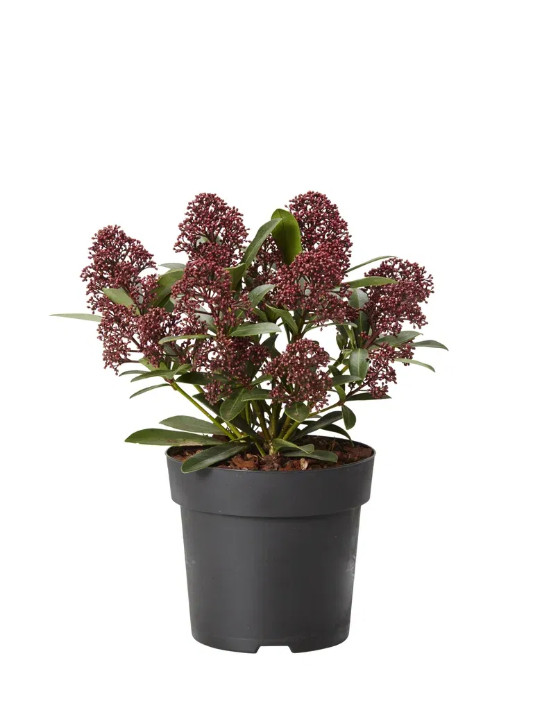 Skimmia 'Rubella'