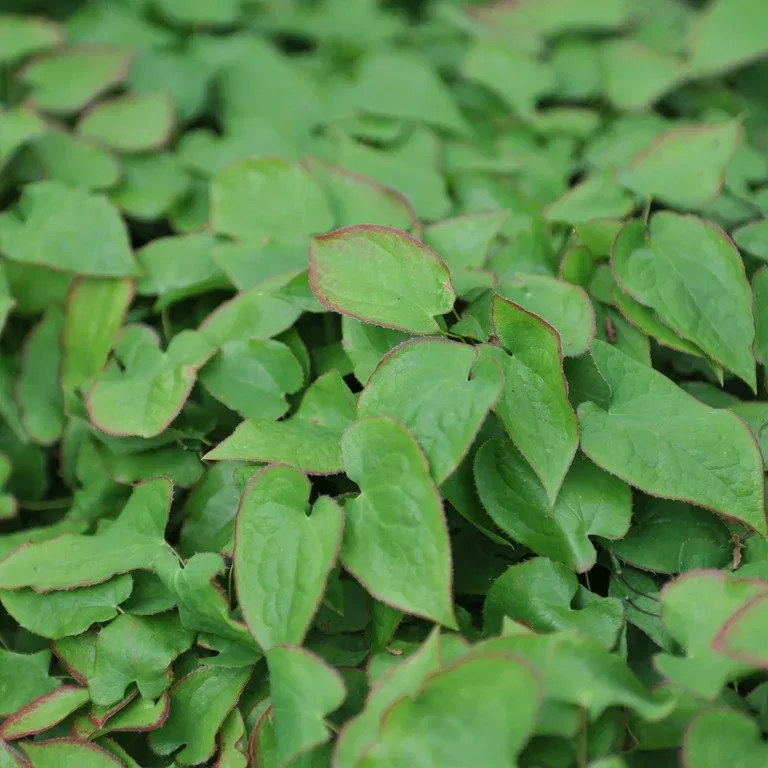 Epimedium x rubrum