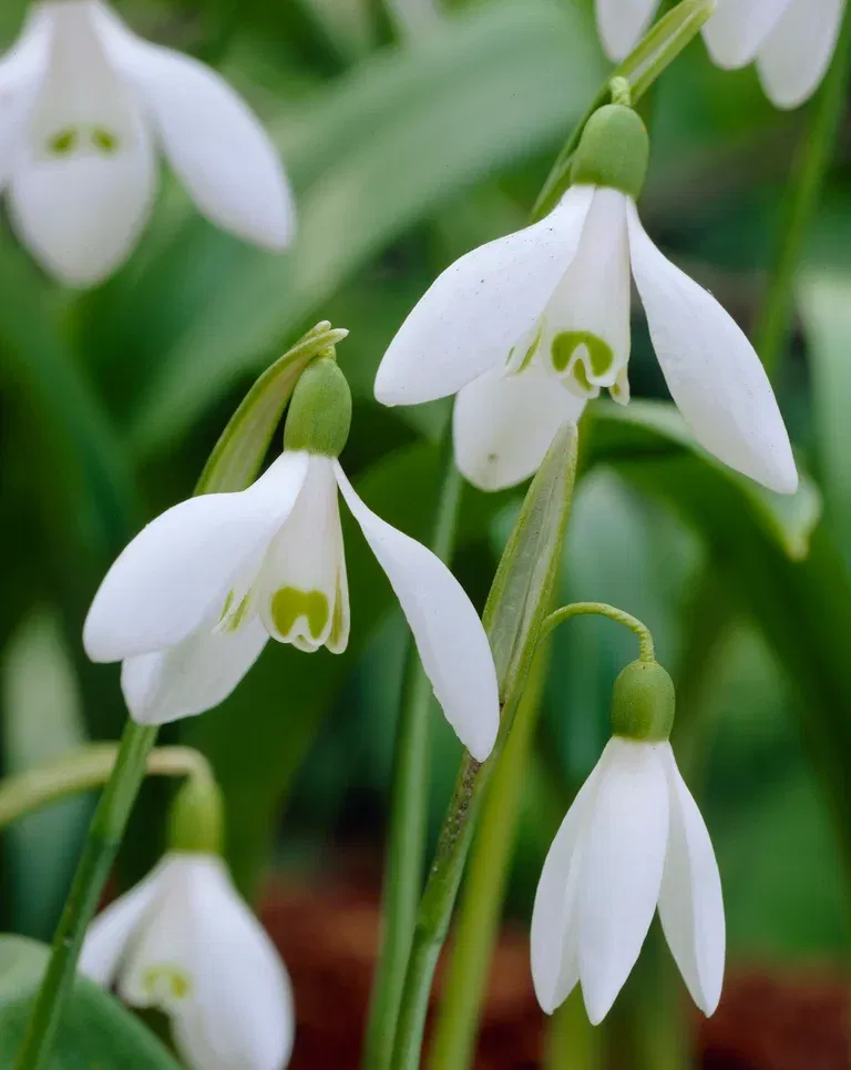 Misc. Galanthus single Woronow