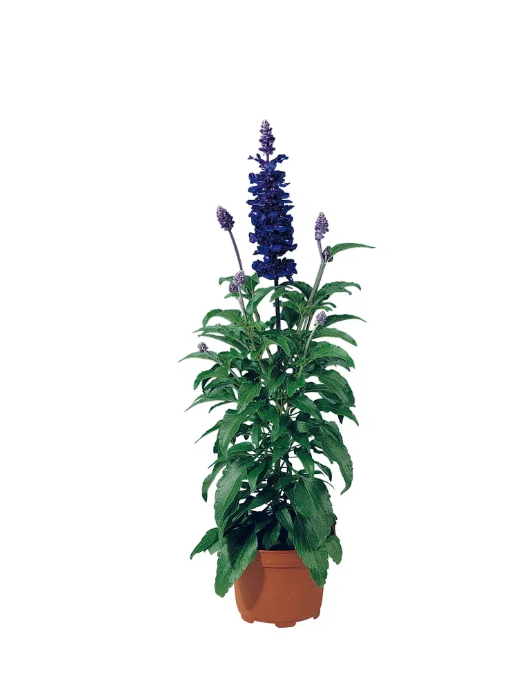 Salvia farinacea Blue 12 cm