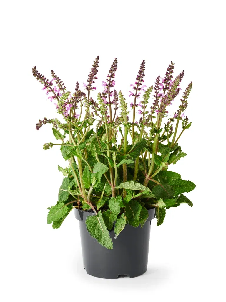 Salvia fashionista Pink 19cm