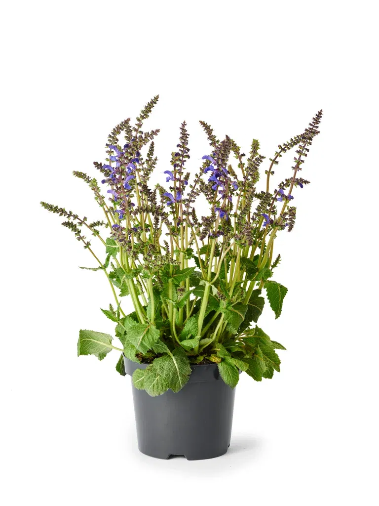Salvia fashionista Blue 19cm