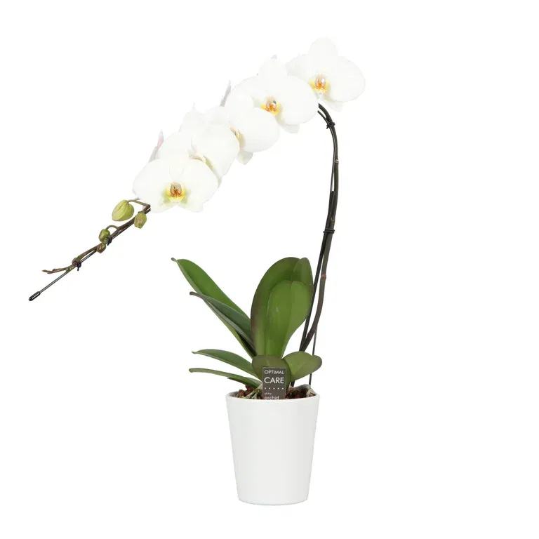 Phalaenopsis 'Formidable Japanese' in ceramic pot